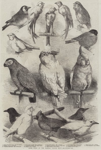 Prijsvogels op de Crystal Palace Show door Harrison William Weir